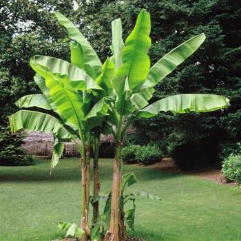 ΜΠΑΝΑΝΙΑ (Musa x paradisiana)